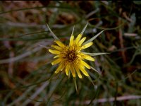 Tragopogon dubius 1, Bleke morgenster, Saxifraga-Rutger Barendse